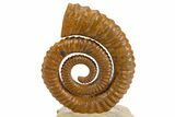 Early Devonian Ammonoid (Anetoceras) - Tazarine, Morocco #300405-1